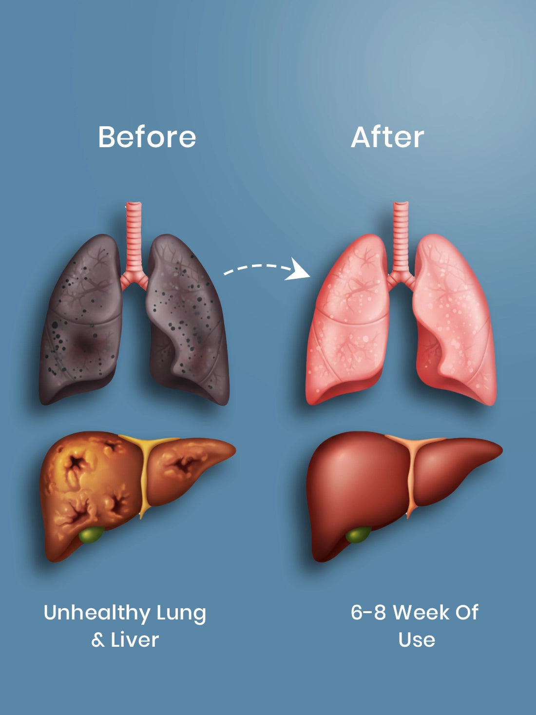 Lungs &amp; Liver Detox Capsules - 12-Herb Ayurvedic Formula for Cleaner Breathing &amp; Lighter Living