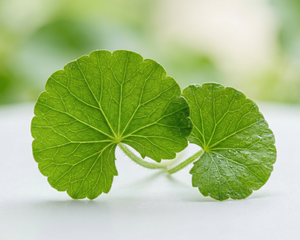 Centella Asiatica