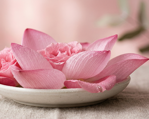 Lotus Petal