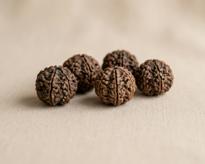 Rudraksha