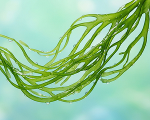Sea Algae Extract