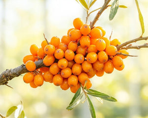 Sea Buckthorn