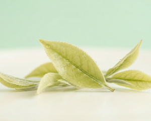 White Tea Extract