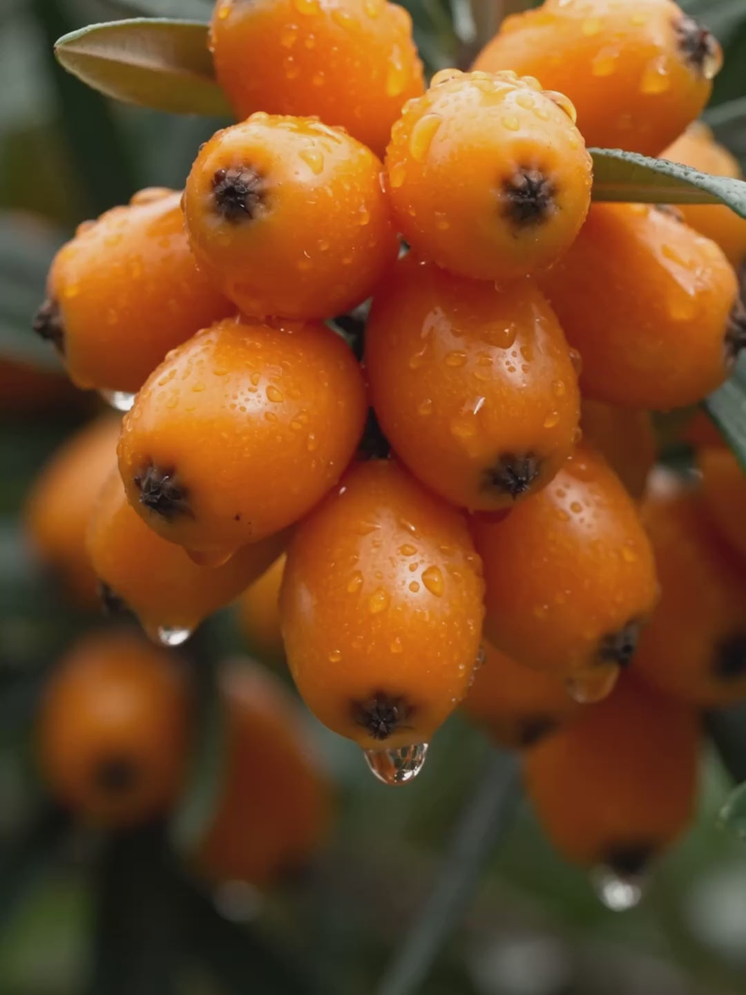Sea Buckthorn Juice